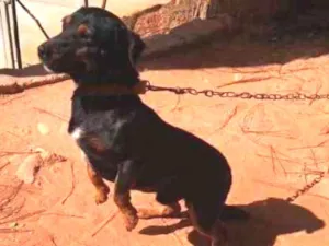 Cachorro raça Mestiço  idade 7 a 11 meses nome Marley