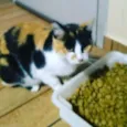 Gata Tricolor