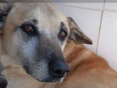 Cachorro raça Vira lata idade 5 anos nome Amerinho