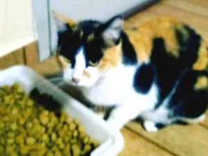 Gato raça SRD idade 2 anos nome Gata Tricolor