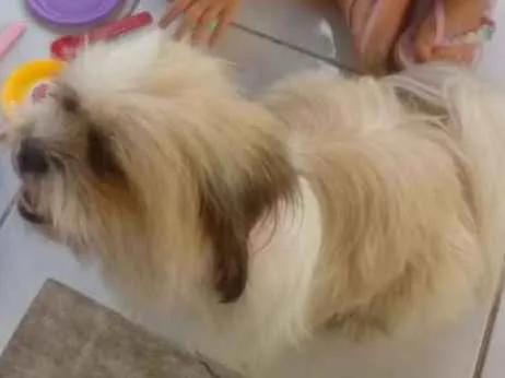 Cachorro ra a Shihtzu idade 3 anos nome Luna