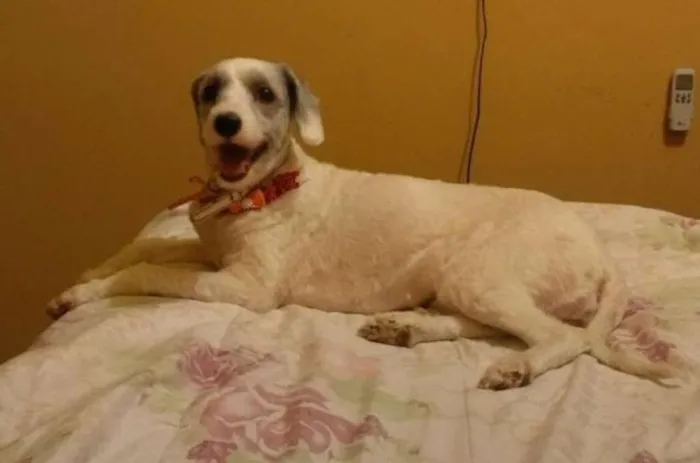 Cachorro ra a mistura com poodle idade 3 anos nome Penelope