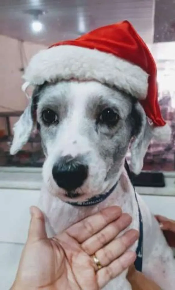 Cachorro ra a mistura com poodle idade 3 anos nome Penelope