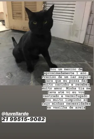 Gato raça SRN idade 1 ano nome Gabi