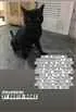Gato raça SRN idade 1 ano nome Gabi