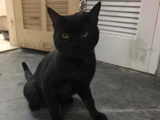 Gato ra a SRN idade 1 ano nome Gabi