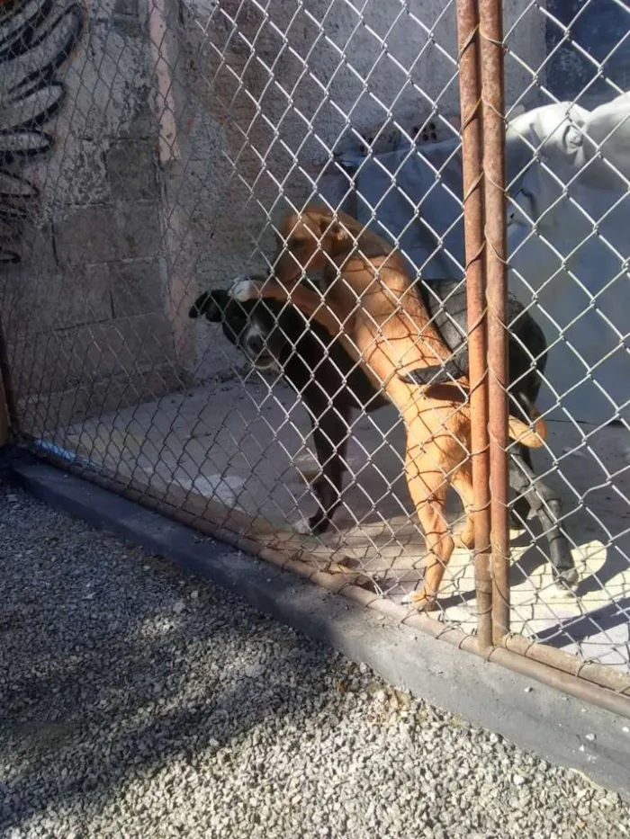 Cachorro ra a Vira lata  idade 2 a 6 meses nome Nao tem nome 