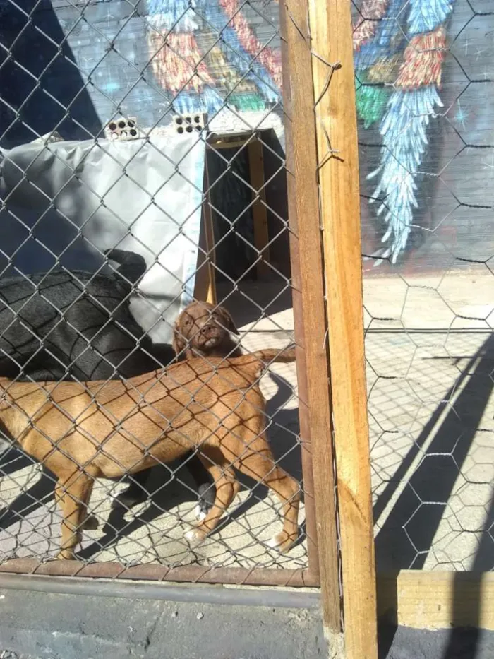 Cachorro ra a Vira lata  idade 2 a 6 meses nome Nao tem nome 