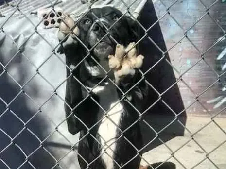 Cachorro ra a Vira lata  idade 2 a 6 meses nome Nao tem nome 