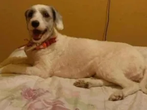 Cachorro raça mistura com poodle idade 3 anos nome Penelope