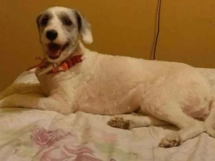 Cachorro ra a mistura com poodle idade 3 anos nome Penelope
