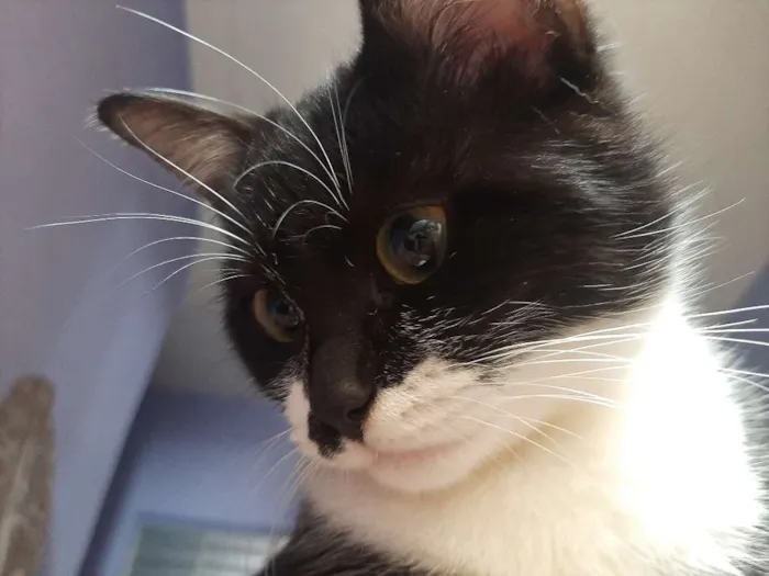 Gato ra a  idade 7 a 11 meses nome Harley