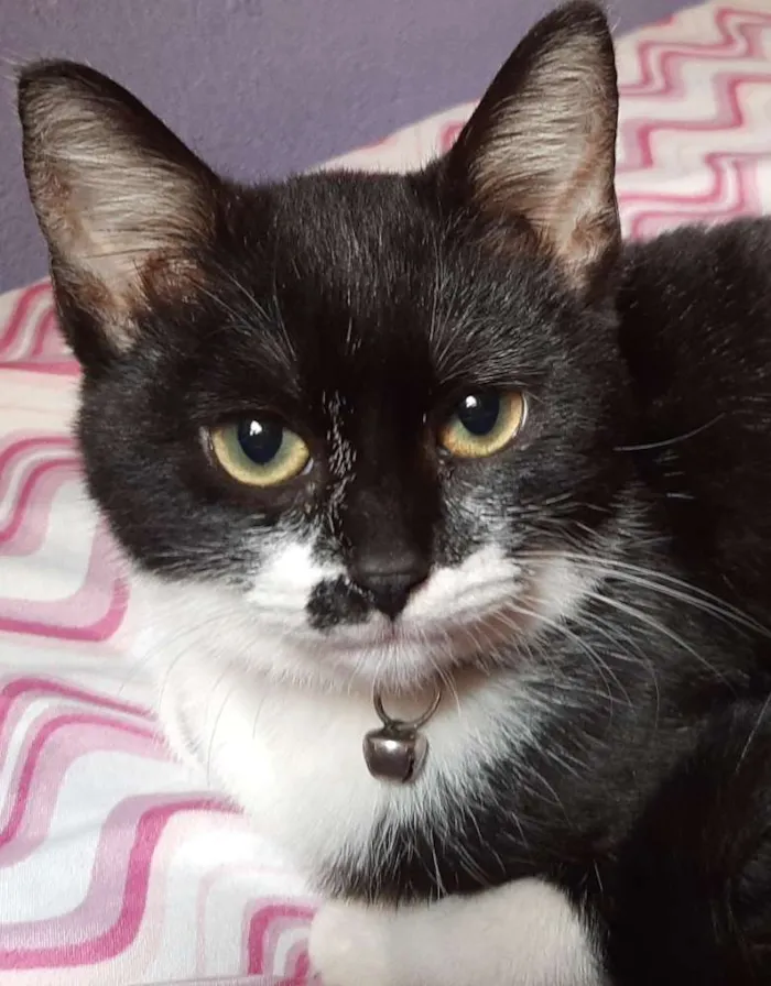 Gato ra a  idade 7 a 11 meses nome Harley