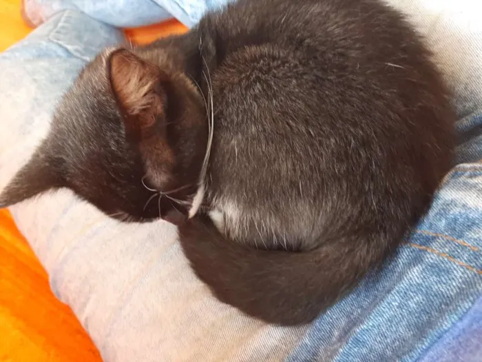 Gato ra a  idade 7 a 11 meses nome Harley