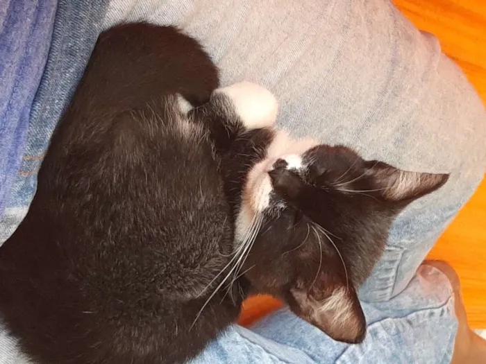 Gato ra a  idade 7 a 11 meses nome Harley