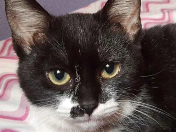 Gato ra a  idade 7 a 11 meses nome Harley