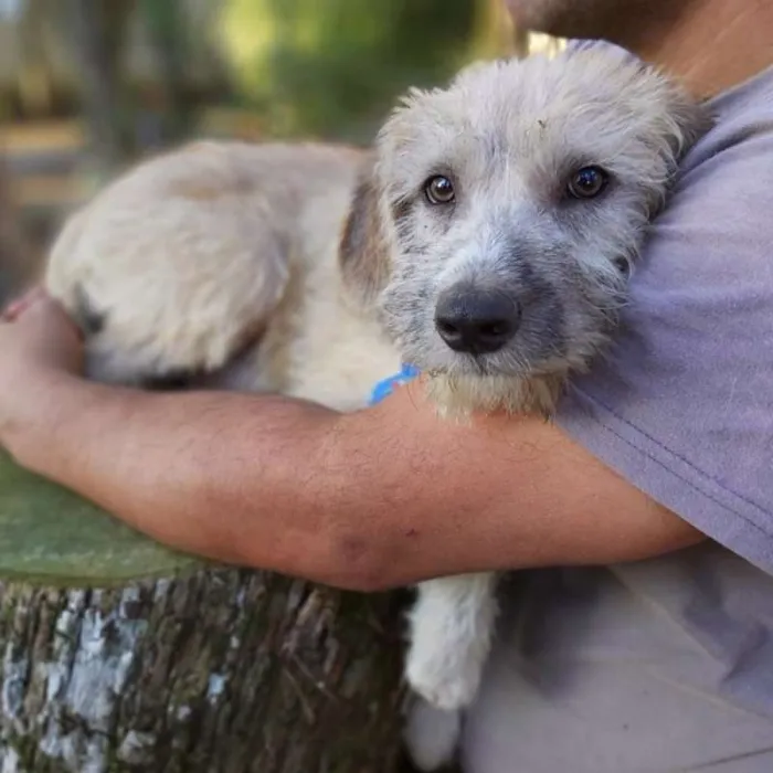 Cachorro ra a srd idade 7 a 11 meses nome Lami