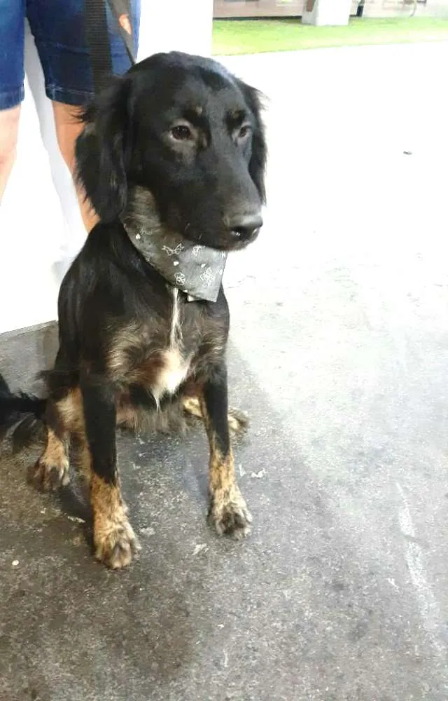 Cachorro ra a  idade 1 ano nome Frederico 