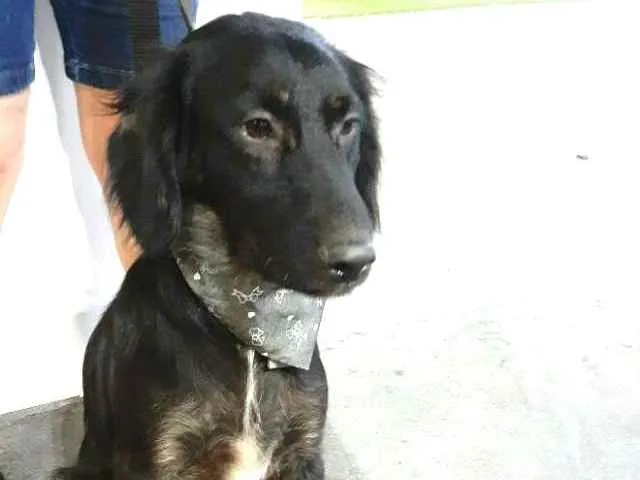Cachorro ra a  idade 1 ano nome Frederico 