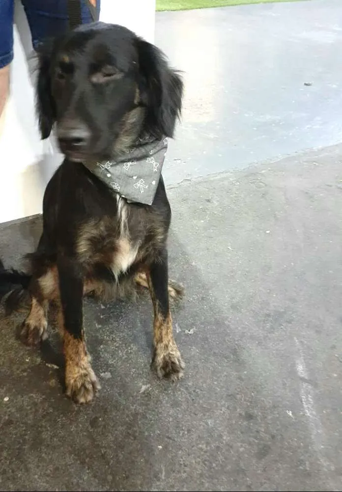 Cachorro ra a  idade 1 ano nome Frederico 