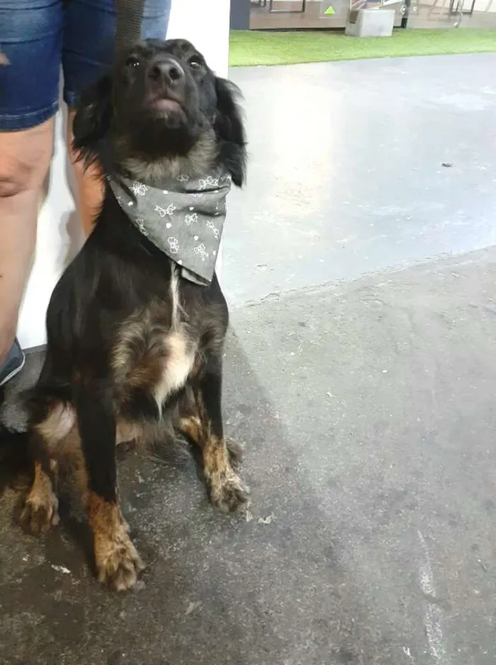 Cachorro ra a  idade 1 ano nome Frederico 