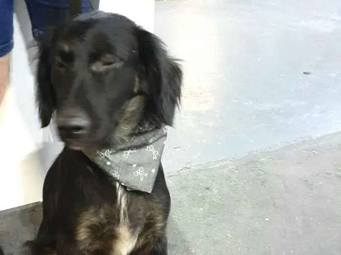 Cachorro ra a  idade 1 ano nome Frederico 