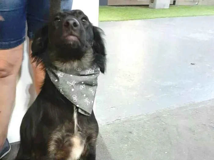 Cachorro ra a  idade 1 ano nome Frederico 