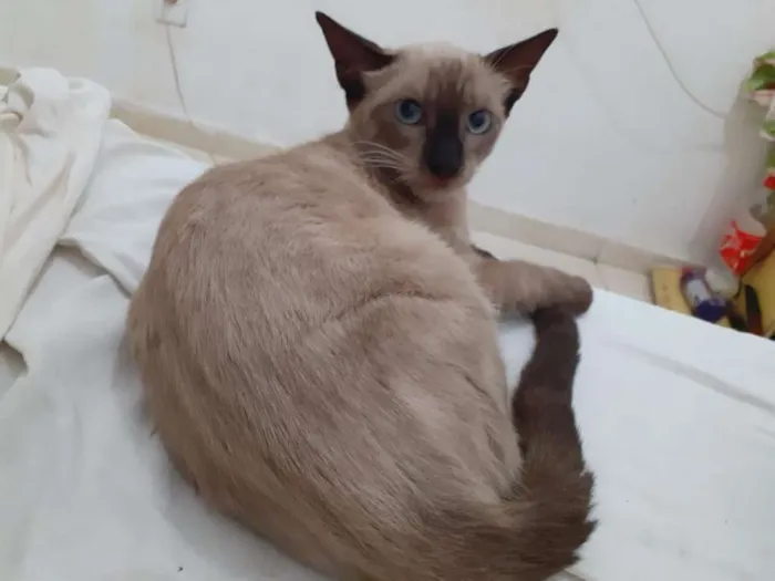 Gato ra a  idade 2 a 6 meses nome Lulu