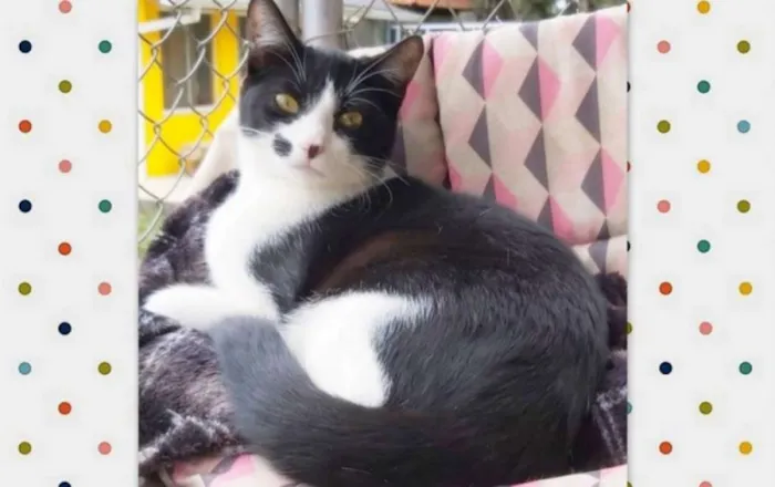 Gato ra a srd idade 2 a 6 meses nome Figaro
