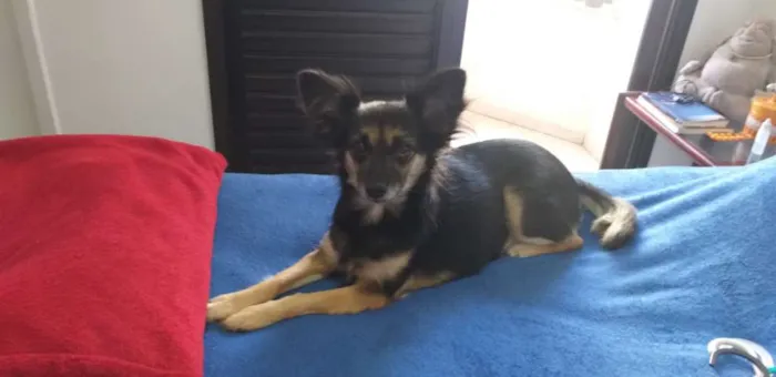 Cachorro ra a Srd idade 3 anos nome Lupita