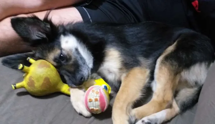 Cachorro ra a Srd idade 3 anos nome Lupita