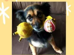 Cachorro raça Srd idade 3 anos nome Lupita