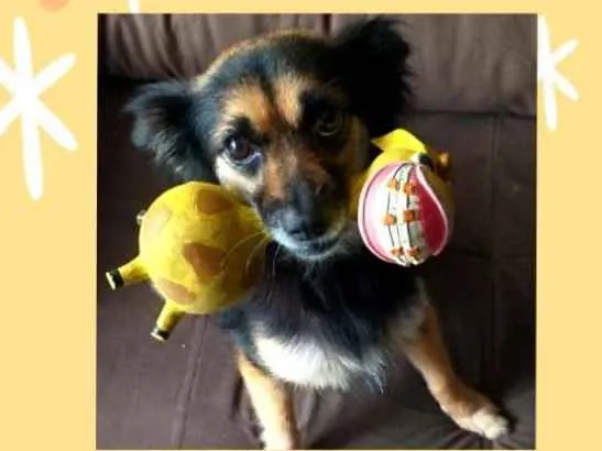 Cachorro ra a Srd idade 3 anos nome Lupita