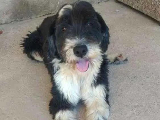 Cachorro ra a SRD idade 3 anos nome Tom
