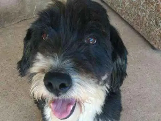 Cachorro ra a SRD idade 3 anos nome Tom