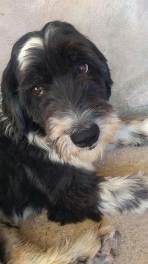 Cachorro ra a SRD idade 3 anos nome Tom