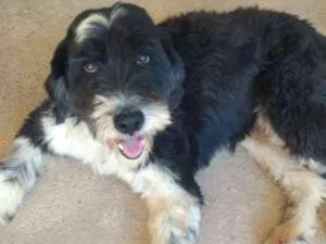 Cachorro raça SRD idade 3 anos nome Tom