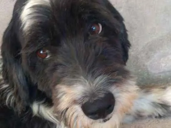 Cachorro ra a SRD idade 3 anos nome Tom