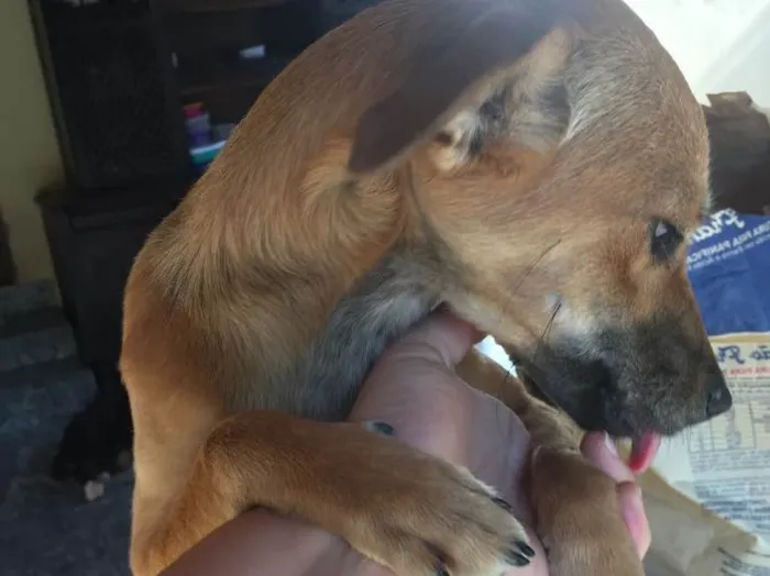 Cachorro ra a SRD idade 7 a 11 meses nome Boneca