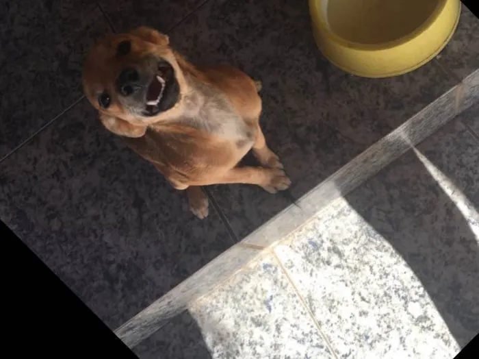 Cachorro ra a SRD idade 7 a 11 meses nome Boneca