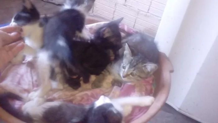 Gato ra a Siamês idade 2 a 6 meses nome Não ten nomes ainda