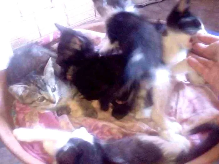Gato ra a Siamês idade 2 a 6 meses nome Não ten nomes ainda