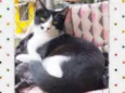 Figaro