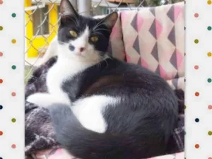 Gato raça srd idade 2 a 6 meses nome Figaro
