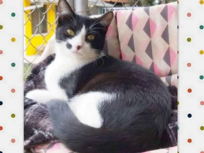 Gato ra a srd idade 2 a 6 meses nome Figaro