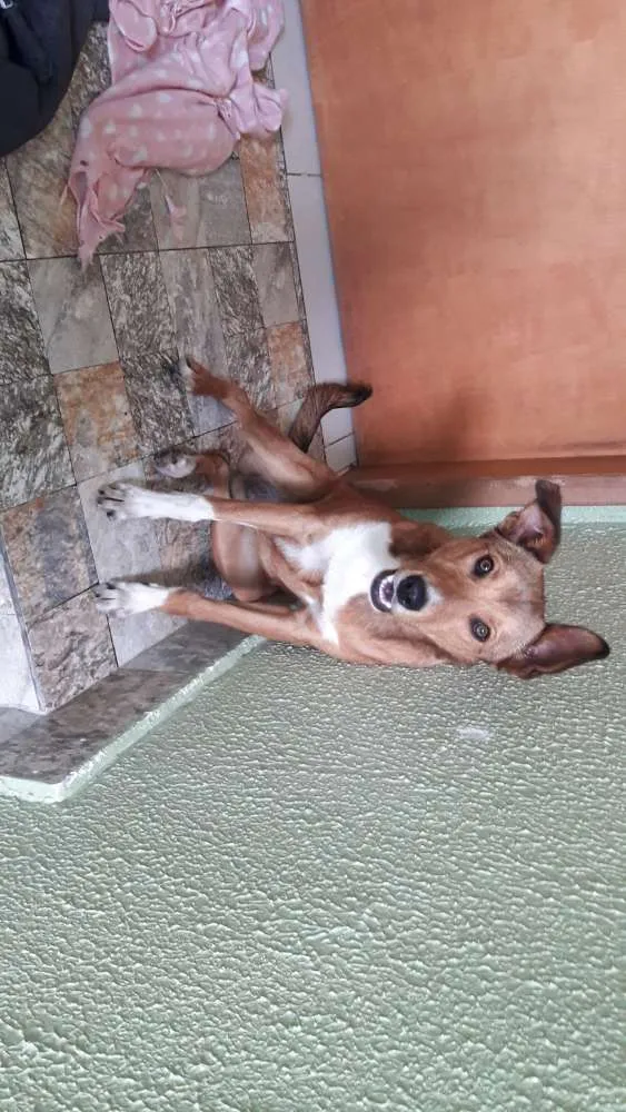 Cachorro raça Não tem idade 7 a 11 meses nome Princesa