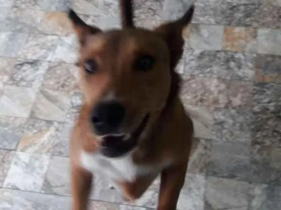 Cachorro raça Não tem idade 7 a 11 meses nome Princesa