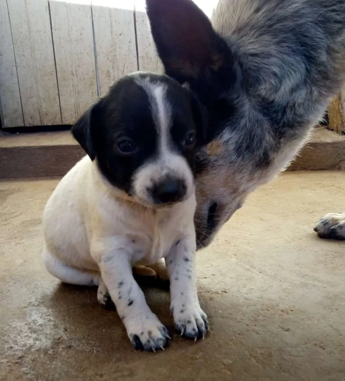 Cachorro ra a Mistura vira com Blue heeler idade Abaixo de 2 meses nome Sem nome