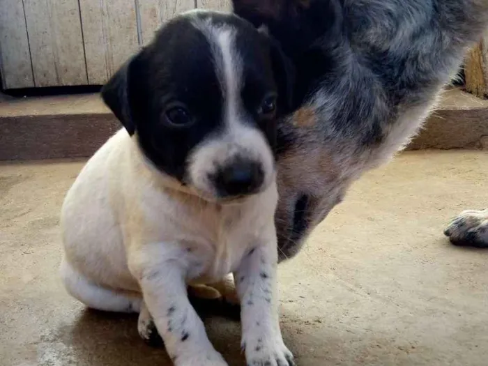 Cachorro ra a Mistura vira com Blue heeler idade Abaixo de 2 meses nome Sem nome