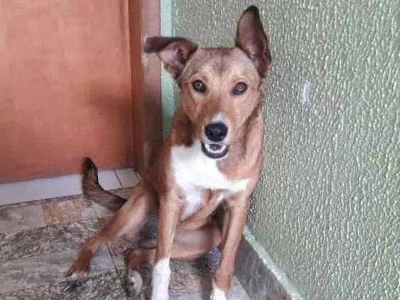 Cachorro raça Não tem idade 7 a 11 meses nome Princesa